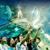 關島海底世界水族館