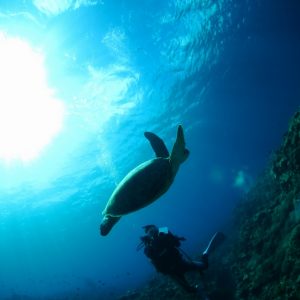 「關島出海遇見海龜」岸潛+海潛（2次潛水）