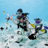 被珊瑚礁包圍的美麗小島！可可斯島渡假村「可可斯島＆趣味水肺潛水」